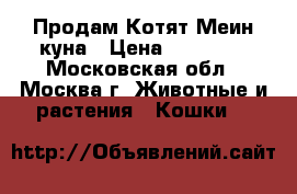 Продам Котят Меин-куна › Цена ­ 15 000 - Московская обл., Москва г. Животные и растения » Кошки   